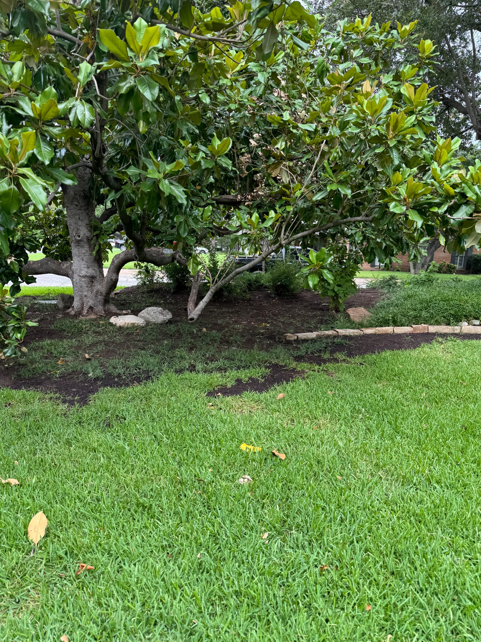 Magnolia tree care and mulch installation by Plano Landscaping Services